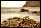 lumachina di mare
