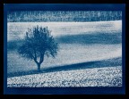 Riproduzione fotografica di stampa in cianotipia realizzata tramite negativo inkjet 30x40