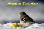 Buon Anno...!!!