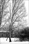 neve e desolazione