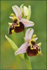 Chiudo l'anno fotografico con questa bellissima orchidea ligure.

AUGURO UN BUON FINE ANNO A TUTTI, ED UN FELICE INIZIO 2011
CHE SIA RICCO DI BELLISSIME FOTOGRAFIE PER TUTTI

ciao 
Roby

-Nikon D90 -nikkor 105mm vr (on) -iso200 -1/13 -f/25 -3piede, scatto remoto, -luce naturale e pannellino riflettente.