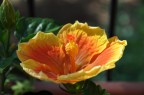 Macro