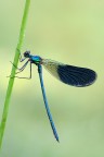 Dati di scatto: Nikon D700 | Sigma 150 f/2.8 Macro | ISO 200 | f/13 | 1/3 sec | tripod | 8.35 am |