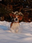Cane delle nevi