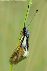 Ascalafo (Libelloides latinus)