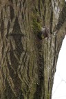 Rampichino, primo contatto
