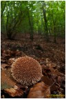 Lycoperdon echinatum Lycoperdon echinatum