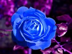 Una roba blu (Michele Zarrillo ...)