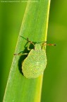 Ninfa - Palomena prasina