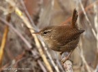 Scricciolo comune (Troglodytes troglodytes) ambientato