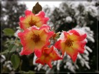 Rosa d'inverno.