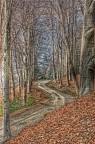 Nel bosco