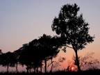Tramonto e piante