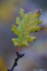 Foglia di quercia
