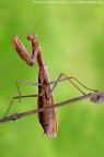 Mantide religiosa - la circense