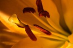 Dentro il fiore
