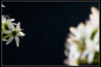 fiore d'inverno