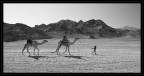 Una bambina beduina trascina il cammello dei turisti appena scesi dalla nave da crociera fino ad un finto accampamento beduino, dove verr servito the e pane arabo...per regalare un comodo momento di sintetica avventura take-away.