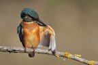 foto di repertorio, un momento perticolare di pulizia alare...
HD...
http://img718.imageshack.us/img718/3258/martinpescatorepulizia5.jpg