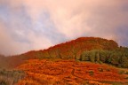 La Foresta di Fuoco