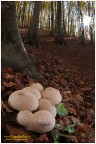 Lycoperdon perlatum al tramonto Lycoperdon perlatum al tramonto