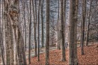 Tra gli alberi