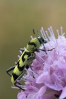 Chlorophorus varius