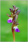 HR: http://img3.imageshack.us/img3/8528/39496299.jpg

Due scatti uniti in PP entrambi ad f14 per questa spendida orchidea che ho fotografato l'altro ieri ad Erice TP.

Spero vi piaccia.

Un saluto dalla Sicilia
Ciccio

AGGIORNATO IL MIO SITO