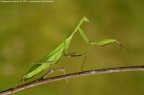 Mantide religiosa