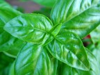 Supermacro; Fuji Finepix s7000

shutter 1/119

f 2.8

ISO 400