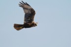 falco di palude