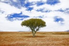 Albero solitario..