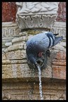 piccione assetato
