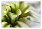 Dentro il fiore # 3