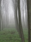 nebbia