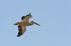 Pellicano in volo