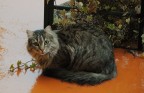 Oliver
