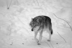 lone wolf