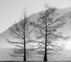 alberi