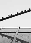 L'asociale
