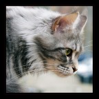 Zenobia