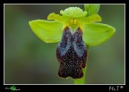Altra Ophrys fusca o lupercalis .... fresca fresca di stamane.
Canon 40D, tamron 180mm, f25, iso 100, 1,6 sec., treppiedi, scatto remoto.

[url=http://i739.photobucket.com/albums/xx37/antoninolaspina/Fusca_PP_1200px.jpg][b]Immagine a 1200px[/b][/url]