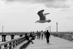 new york 02 - coney island 2009