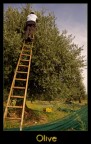Olive ::col::