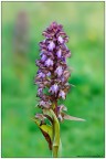 HR: http://img97.imageshack.us/img97/9273/82544785.jpg

Fotografata giorni fa nel Trapanese in una zona dove di queste orchidee c' ne sono davvero parecchie.

Credo che l'ID sia corretto eventualmente correggetemi.

Ho da poco pubblicato sul mio sito http://www.istintifotografici.it un piccolo articolo sugli ambienti di transizione con particolare attenzione allo Stagnone di Marsala TP.

Se volete date una occhiatina e per qualsiasi dubbio e/o domanda chiedete pure.

Saluti
Francesco