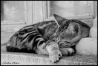 pace e sonno