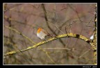 Pettirosso ...
Nikon D80 - 18-200