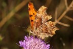 Nymphalis c-album