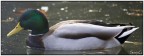a simple duck....