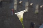 San Pellegrino in fiore